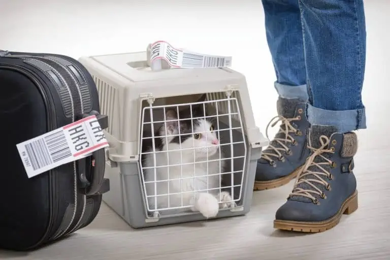 voyager en avion avec son chat